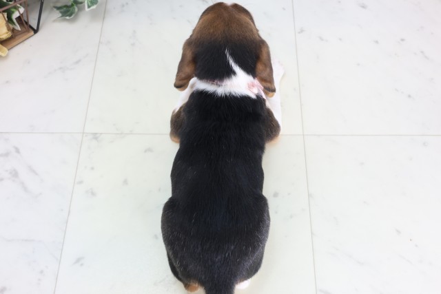 鹿児島県のビーグル (Coo&RIKU鹿児島店/2025年12月10日生まれ/女の子/ハウンドカラー)の子犬の4枚目の画像