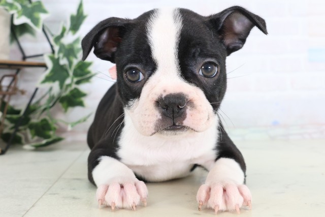 ボストンテリア