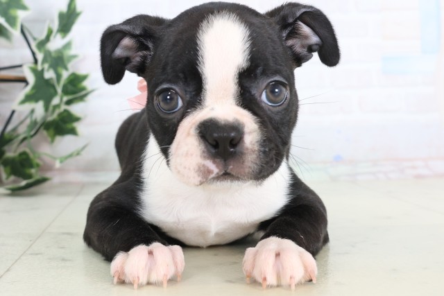 ボストンテリア