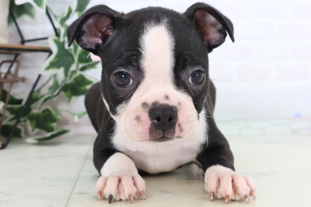 福岡県のボストンテリア (Coo&RIKU小倉店/2025年12月10日生まれ/女の子/ボストンカラー)の子犬