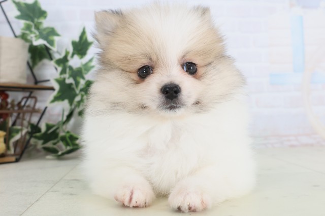 大分県のポメラニアン (Coo&RIKU大分店/2025年12月8日生まれ/男の子/パーティーカラー)の子犬