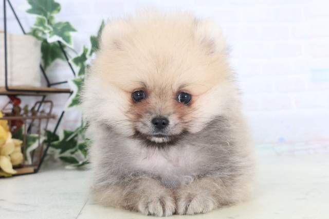 熊本県のポメラニアン (Coo&RIKU宇土シティモール店/2025年12月8日生まれ/男の子/ウルフセーブル)の子犬の1枚目の画像