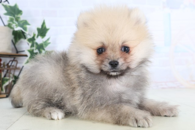熊本県のポメラニアン (Coo&RIKU宇土シティモール店/2025年12月8日生まれ/男の子/ウルフセーブル)の子犬の2枚目の画像