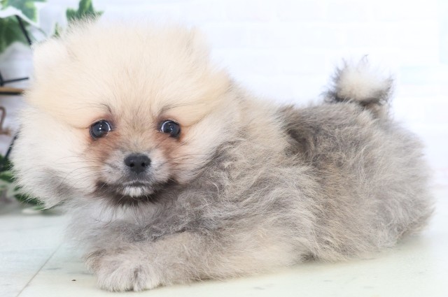 熊本県のポメラニアン (Coo&RIKU宇土シティモール店/2025年12月8日生まれ/男の子/ウルフセーブル)の子犬の3枚目の画像