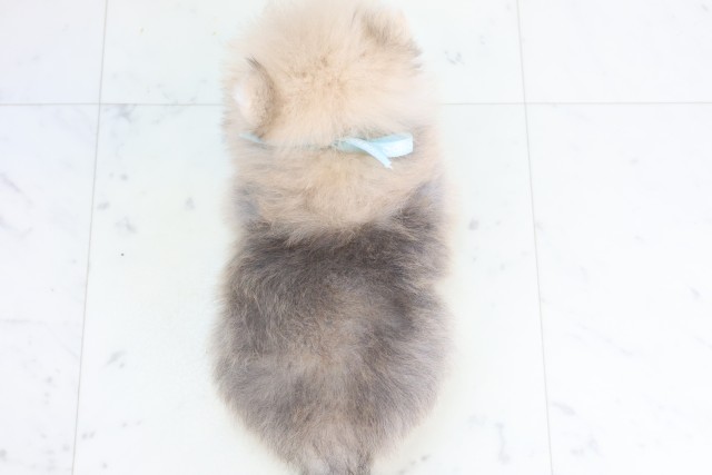 熊本県のポメラニアン (Coo&RIKU宇土シティモール店/2025年12月8日生まれ/男の子/ウルフセーブル)の子犬の4枚目の画像
