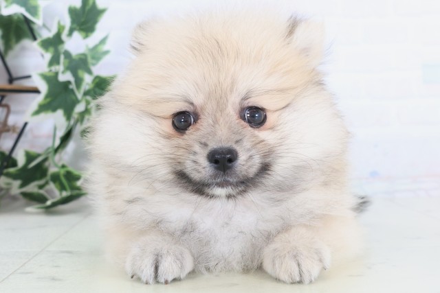 福岡県のポメラニアン (Coo&RIKU福岡西店/2025年12月8日生まれ/女の子/ウルフセーブル)の子犬の1枚目の画像