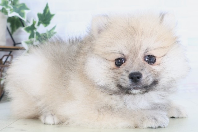 福岡県のポメラニアン (Coo&RIKU福岡西店/2025年12月8日生まれ/女の子/ウルフセーブル)の子犬の2枚目の画像
