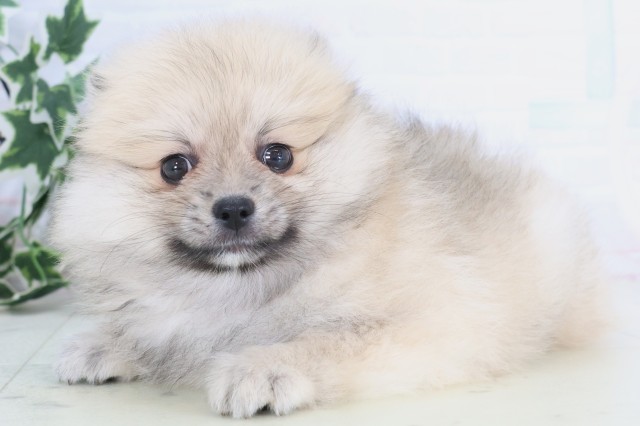 福岡県のポメラニアン (Coo&RIKU福岡西店/2025年12月8日生まれ/女の子/ウルフセーブル)の子犬の3枚目の画像
