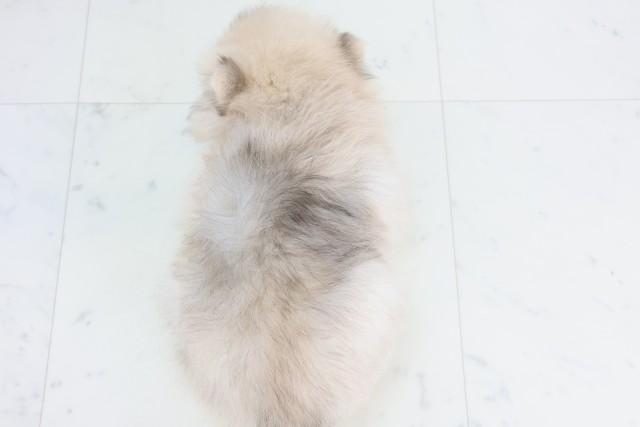 福岡県のポメラニアン (Coo&RIKU福岡西店/2025年12月8日生まれ/女の子/ウルフセーブル)の子犬の4枚目の画像