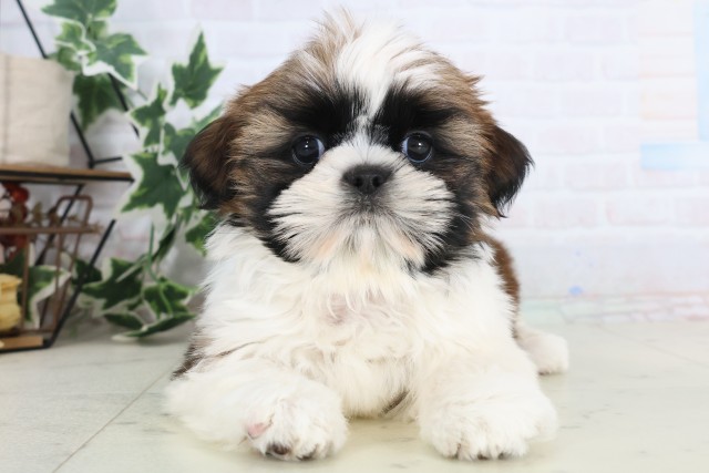 福岡県のシーズー (Coo&RIKU小倉店/2025年12月8日生まれ/男の子/ゴールドホワイト)の子犬の1枚目の画像