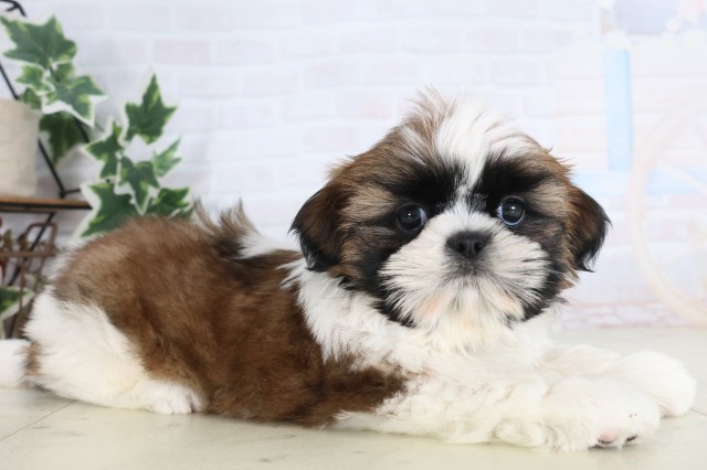 福岡県のシーズー (Coo&RIKU小倉店/2025年12月8日生まれ/男の子/ゴールドホワイト)の子犬の2枚目の画像