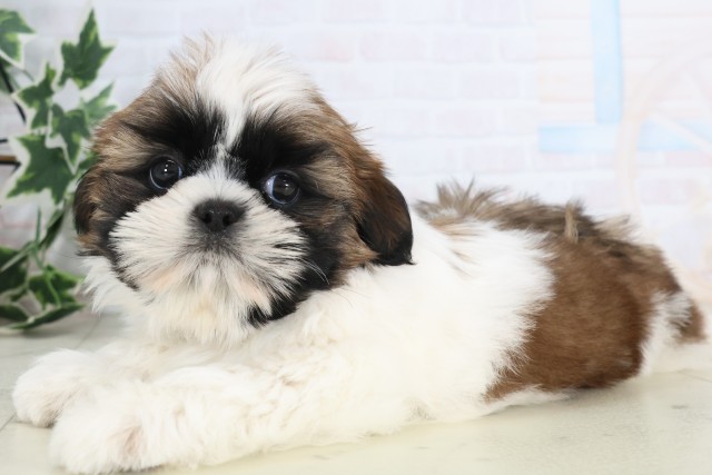 福岡県のシーズー (Coo&RIKU小倉店/2025年12月8日生まれ/男の子/ゴールドホワイト)の子犬の3枚目の画像