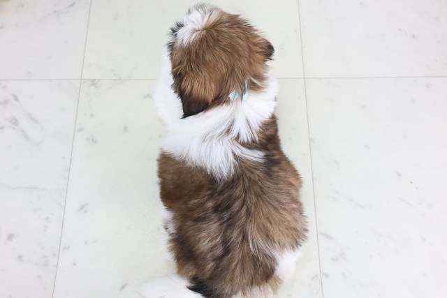 福岡県のシーズー (Coo&RIKU小倉店/2025年12月8日生まれ/男の子/ゴールドホワイト)の子犬の4枚目の画像