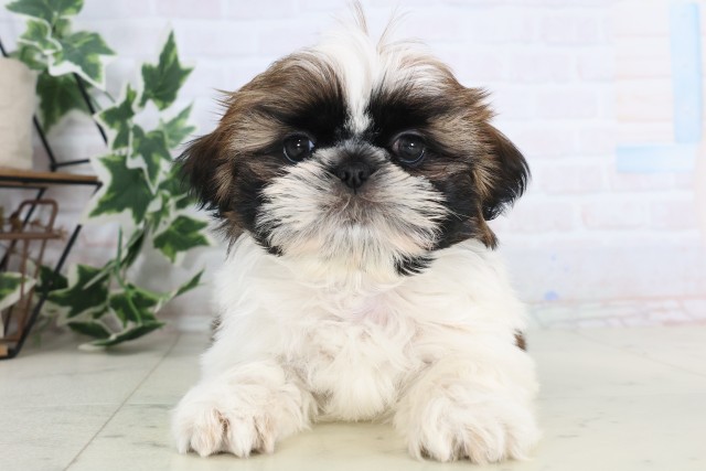 福岡県のシーズー (Coo&RIKU福岡西店/2025年12月8日生まれ/女の子/ゴールドホワイト)の子犬の1枚目の画像