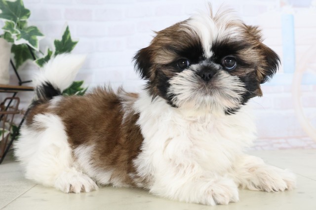 福岡県のシーズー (Coo&RIKU福岡西店/2025年12月8日生まれ/女の子/ゴールドホワイト)の子犬の2枚目の画像