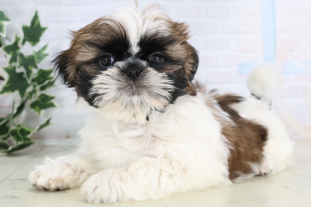 福岡県のシーズー (Coo&RIKU福岡西店/2025年12月8日生まれ/女の子/ゴールドホワイト)の子犬の3枚目の画像