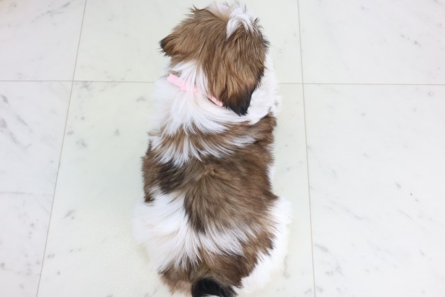 福岡県のシーズー (Coo&RIKU福岡西店/2025年12月8日生まれ/女の子/ゴールドホワイト)の子犬の4枚目の画像