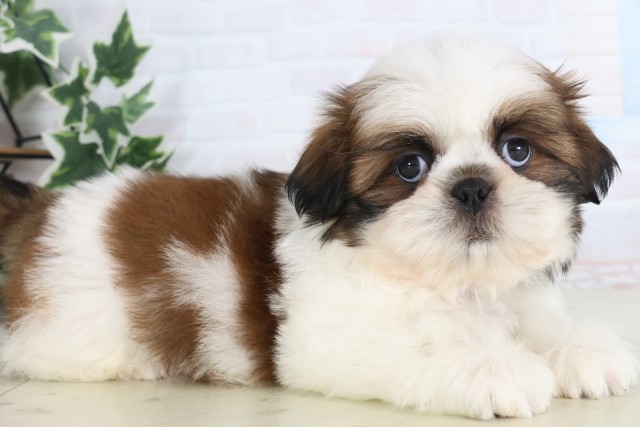 長崎県のシーズー (Coo&RIKU長崎佐世保店/2025年12月8日生まれ/男の子/ゴールドホワイト)の子犬の2枚目の画像