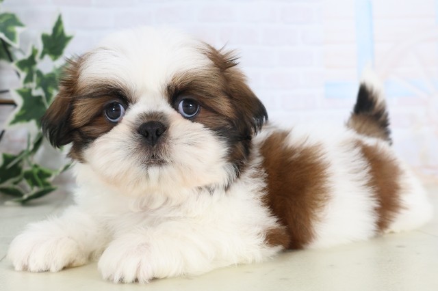 長崎県のシーズー (Coo&RIKU長崎佐世保店/2025年12月8日生まれ/男の子/ゴールドホワイト)の子犬の3枚目の画像