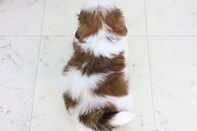 長崎県のシーズー (Coo&RIKU長崎佐世保店/2025年12月8日生まれ/男の子/ゴールドホワイト)の子犬の4枚目の画像