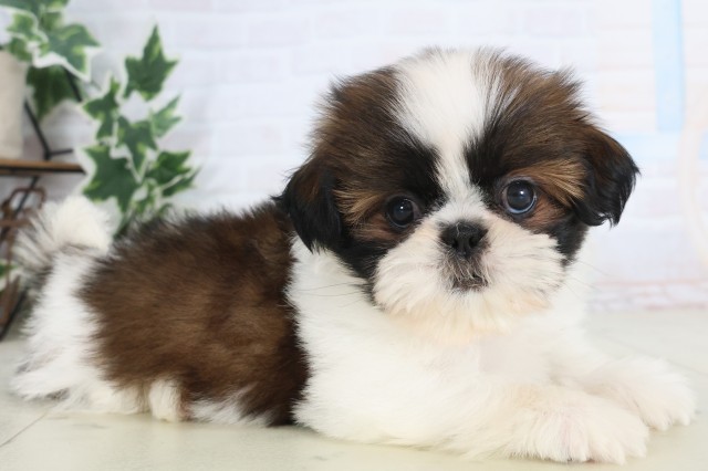 熊本県のシーズー (Coo&RIKU宇土シティモール店/2025年12月8日生まれ/女の子/ゴールドホワイト)の子犬の2枚目の画像