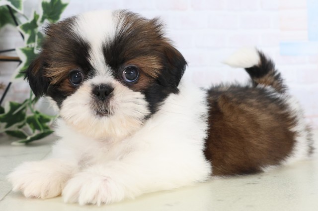 熊本県のシーズー (Coo&RIKU宇土シティモール店/2025年12月8日生まれ/女の子/ゴールドホワイト)の子犬の3枚目の画像