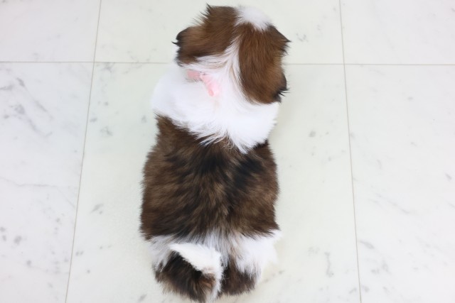 熊本県のシーズー (Coo&RIKU宇土シティモール店/2025年12月8日生まれ/女の子/ゴールドホワイト)の子犬の4枚目の画像