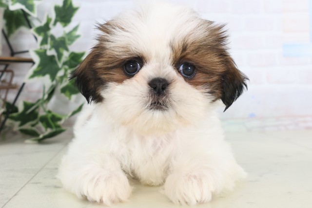 鹿児島県のシーズー (Coo&RIKU鹿屋店/2025年12月8日生まれ/女の子/ゴールドホワイト)の子犬の1枚目の画像