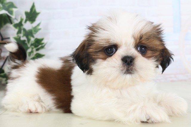 鹿児島県のシーズー (Coo&RIKU鹿屋店/2025年12月8日生まれ/女の子/ゴールドホワイト)の子犬の2枚目の画像