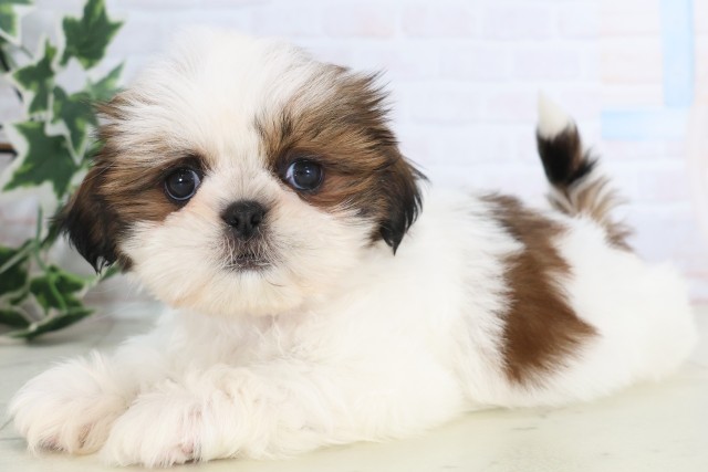 鹿児島県のシーズー (Coo&RIKU鹿屋店/2025年12月8日生まれ/女の子/ゴールドホワイト)の子犬の3枚目の画像