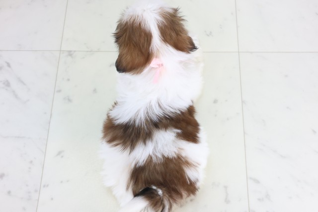 鹿児島県のシーズー (Coo&RIKU鹿屋店/2025年12月8日生まれ/女の子/ゴールドホワイト)の子犬の4枚目の画像