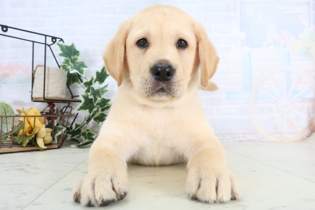 福岡県のラブラドールレトリーバー (Coo&RIKU福岡古賀店/2025年12月9日生まれ/男の子/イエロー)の子犬