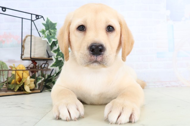 鹿児島県のラブラドールレトリーバー (Coo&RIKU鹿児島店/2025年12月9日生まれ/女の子/イエロー)の子犬の1枚目の画像