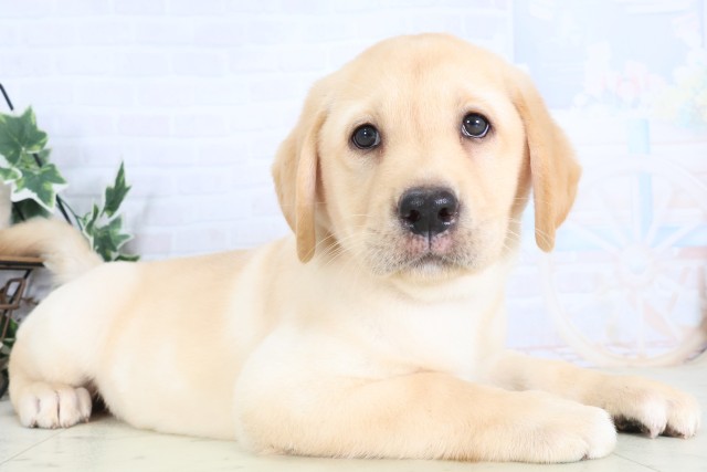 鹿児島県のラブラドールレトリーバー (Coo&RIKU鹿児島店/2025年12月9日生まれ/女の子/イエロー)の子犬の2枚目の画像