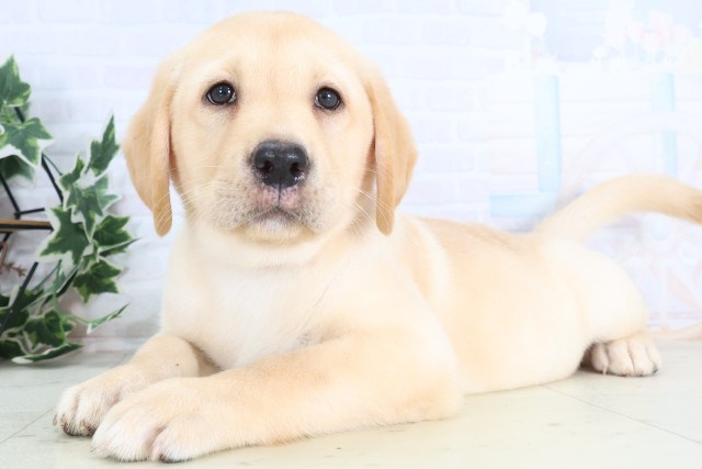 鹿児島県のラブラドールレトリーバー (Coo&RIKU鹿児島店/2025年12月9日生まれ/女の子/イエロー)の子犬の3枚目の画像