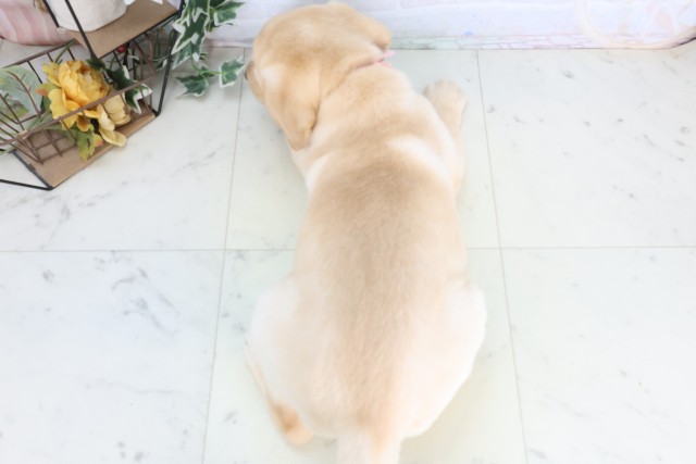 鹿児島県のラブラドールレトリーバー (Coo&RIKU鹿児島店/2025年12月9日生まれ/女の子/イエロー)の子犬の4枚目の画像