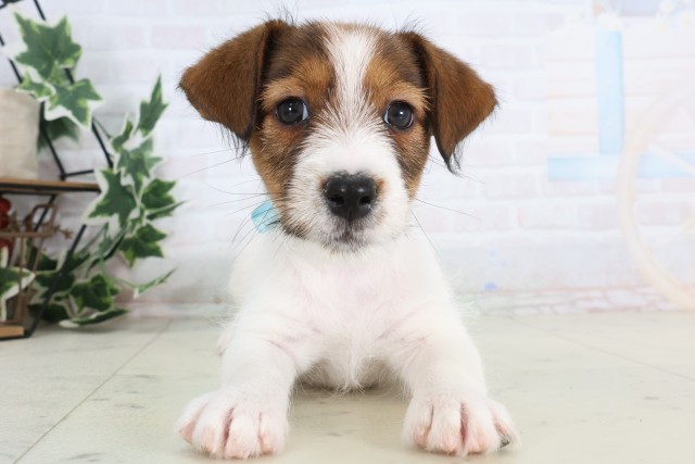 福岡県のジャックラッセルテリア (Coo&RIKU大牟田店/2025年12月4日生まれ/男の子/タンホワイト)の子犬