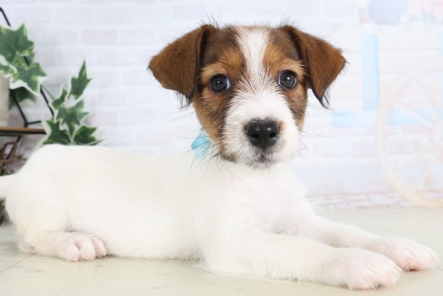 福岡県のジャックラッセルテリア (Coo&RIKU大牟田店/2025年12月4日生まれ/男の子/タンホワイト)の子犬の2枚目の画像