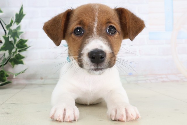 長崎県のジャックラッセルテリア (Coo&RIKU大村店/2025年12月4日生まれ/男の子/タンホワイト)の子犬の1枚目の画像