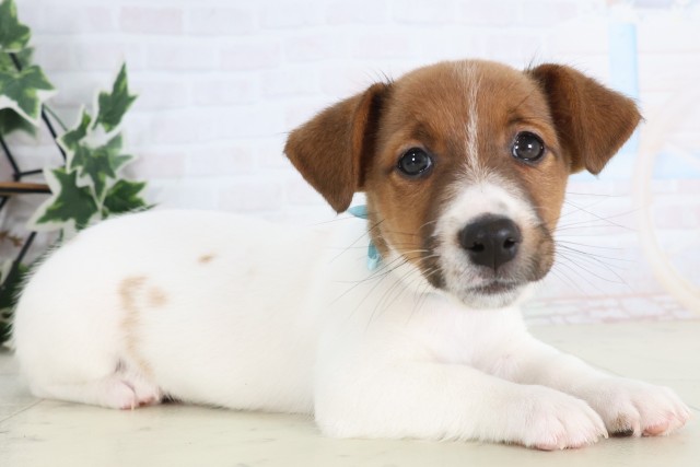 長崎県のジャックラッセルテリア (Coo&RIKU大村店/2025年12月4日生まれ/男の子/タンホワイト)の子犬の2枚目の画像