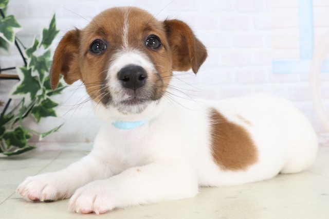 長崎県のジャックラッセルテリア (Coo&RIKU大村店/2025年12月4日生まれ/男の子/タンホワイト)の子犬の3枚目の画像