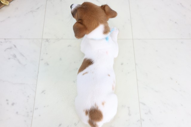 長崎県のジャックラッセルテリア (Coo&RIKU大村店/2025年12月4日生まれ/男の子/タンホワイト)の子犬の4枚目の画像