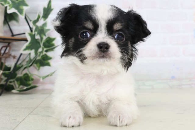 チワワ（ロングコート）