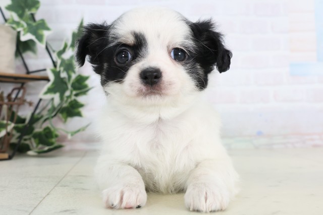 チワワ（ロングコート）