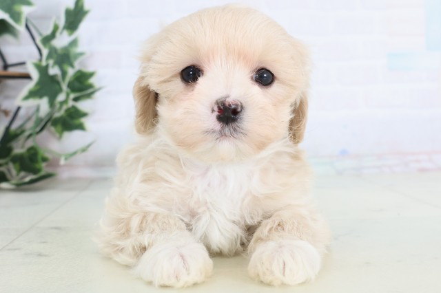 長崎県のマルプー(マルチーズ×プードル) (Coo&RIKU長崎浜町店/2025年12月5日生まれ/男の子/クリーム)の子犬の1枚目の画像
