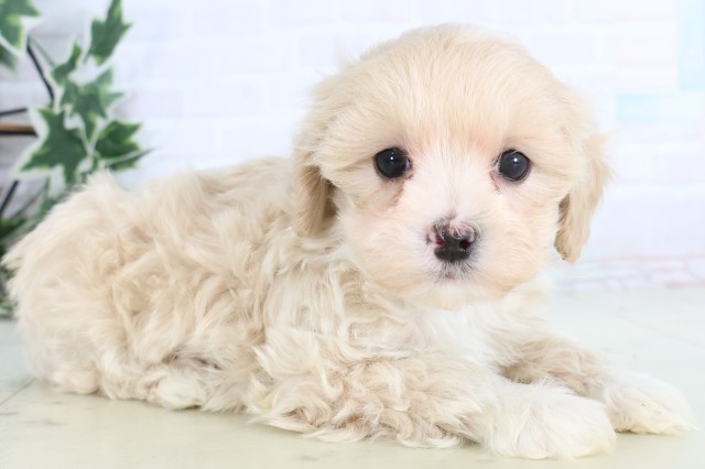 長崎県のマルプー(マルチーズ×プードル) (Coo&RIKU長崎浜町店/2025年12月5日生まれ/男の子/クリーム)の子犬の2枚目の画像