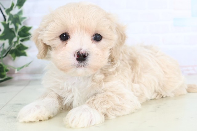 長崎県のマルプー(マルチーズ×プードル) (Coo&RIKU長崎浜町店/2025年12月5日生まれ/男の子/クリーム)の子犬の3枚目の画像