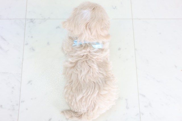 長崎県のマルプー(マルチーズ×プードル) (Coo&RIKU長崎浜町店/2025年12月5日生まれ/男の子/クリーム)の子犬の4枚目の画像