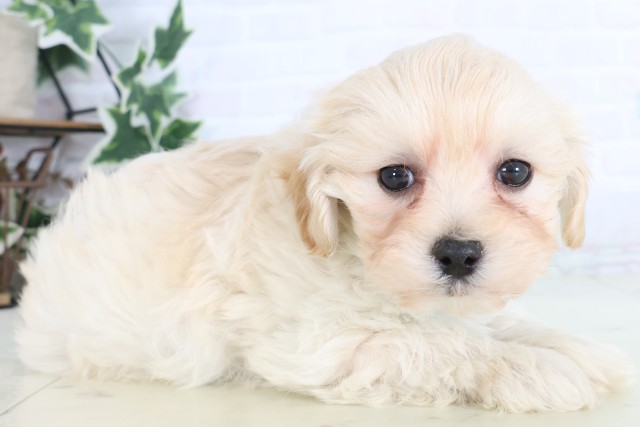 宮崎県のマルプー(マルチーズ×プードル) (Coo&RIKU宮崎店/2025年12月5日生まれ/男の子/クリーム)の子犬の2枚目の画像