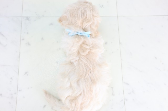 宮崎県のマルプー(マルチーズ×プードル) (Coo&RIKU宮崎店/2025年12月5日生まれ/男の子/クリーム)の子犬の4枚目の画像